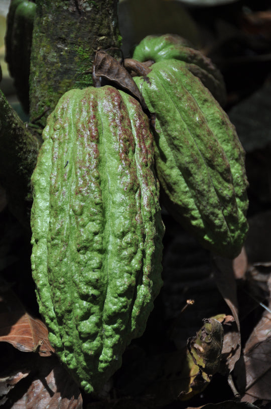 The Richness of Canoabo in Rococo Chocolates: Crafting the Perfect Criollo Ganache