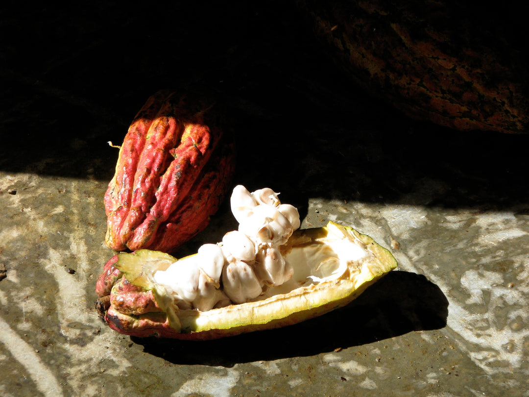 Close-up of prized Criollo cacao beans, showcasing the quality ingredients for Rococo's fancy chocolate.