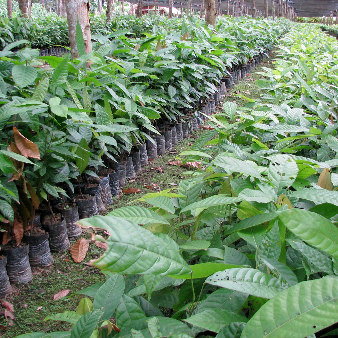 Rescuing an endangered cacao. The extraordinary story of Criollo cacao.