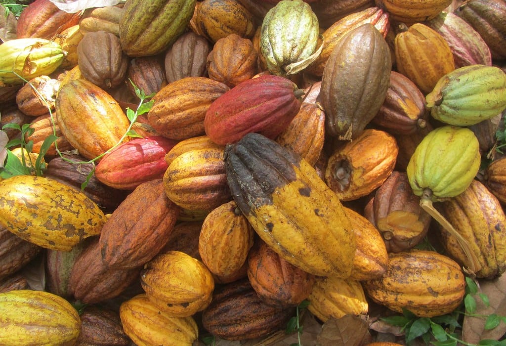Growing Cocoa in London - Rococo Chocolates