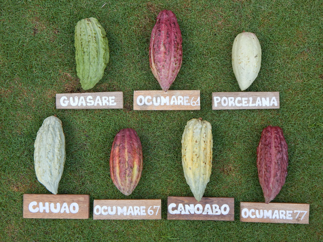 A Guide to Fine, Artisan Chocolates and Cacao Varieties