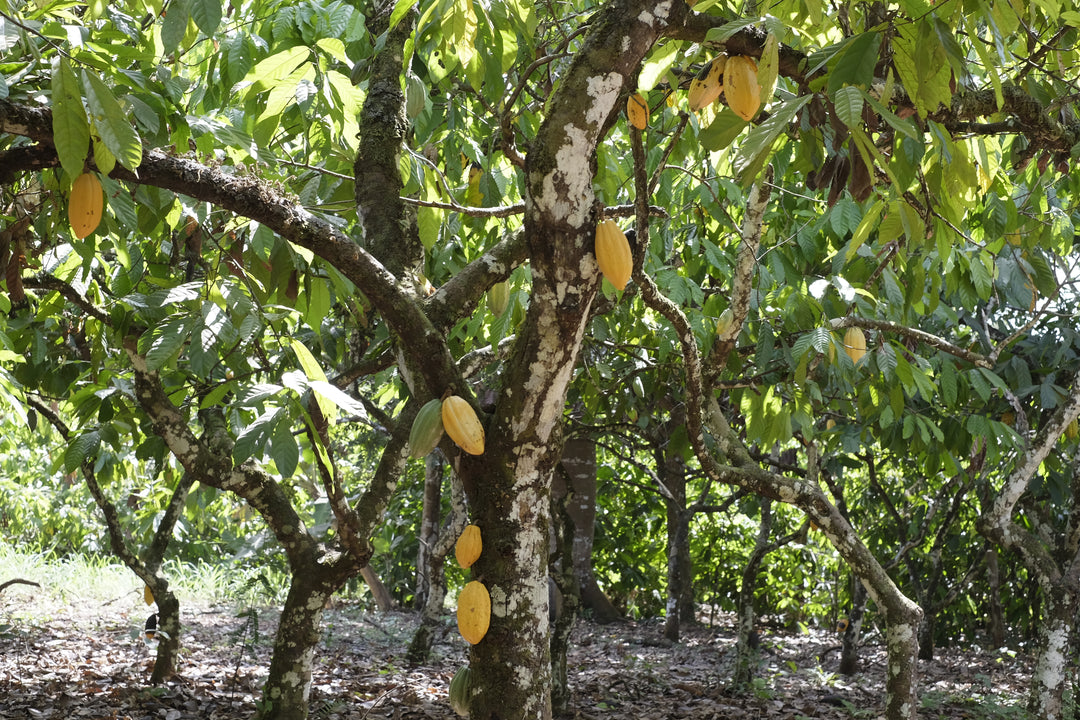 Arriba Nacional Cacao Pod